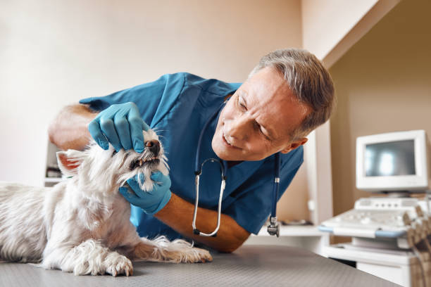 Best Weekend Emergency Dentist in Cortland, NY
